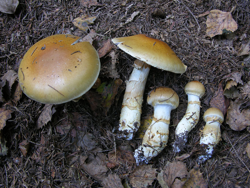 Cortinarius, 26 settembre.